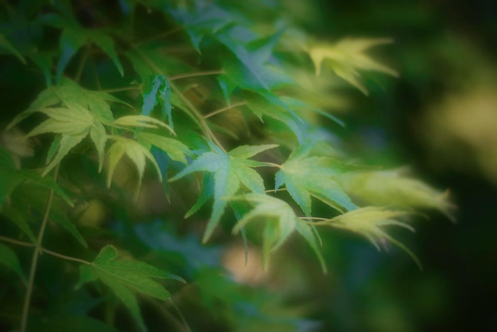 京都千楽 외부 사진